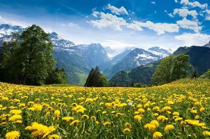 Alpenkrauter.nl